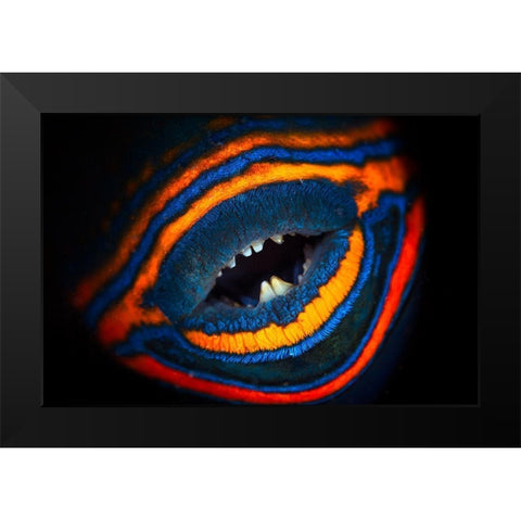 Orange-Lined Triggerfish Black Modern Wood Framed Art Print by Gabriel, Barathieu
