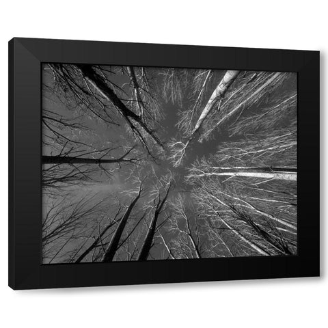 Ponto De Fuga Black Modern Wood Framed Art Print by Sousa Dias, Nana