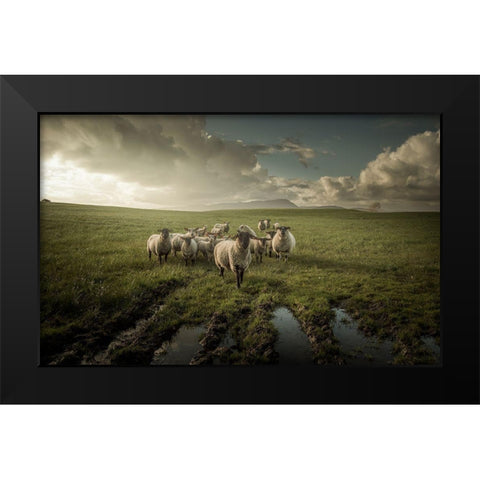 Sheep Black Modern Wood Framed Art Print by Ahern, David