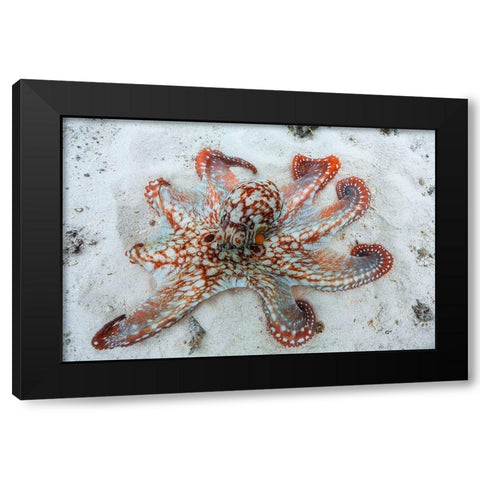 Octopus Black Modern Wood Framed Art Print with Double Matting by Gabriel, Barathieu