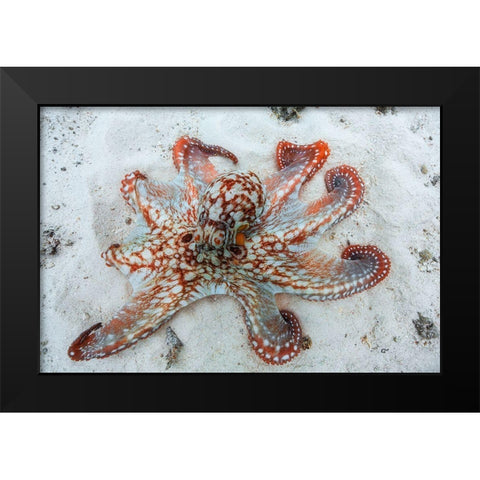 Octopus Black Modern Wood Framed Art Print by Gabriel, Barathieu