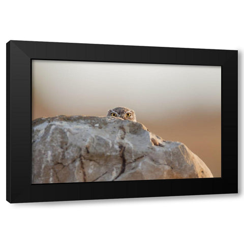 Little Owl Black Modern Wood Framed Art Print by Ferraro, Valerio