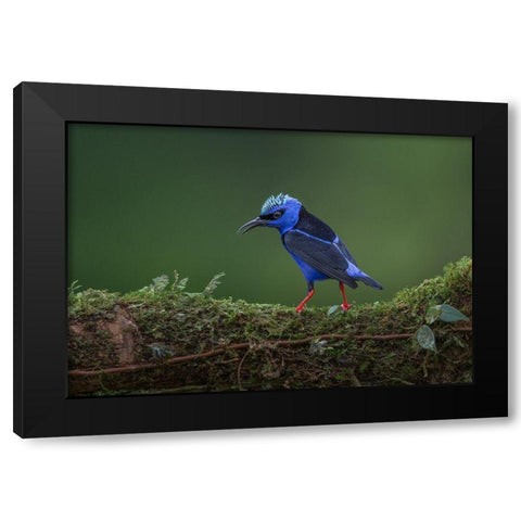 Little But Fierce Black Modern Wood Framed Art Print with Double Matting by Barsh, Greg