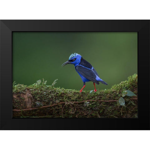 Little But Fierce Black Modern Wood Framed Art Print by Barsh, Greg