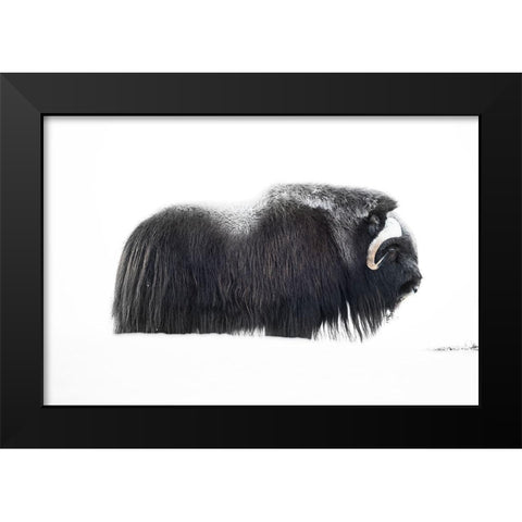 Muskox Black Modern Wood Framed Art Print by Marchegiani, Roberto