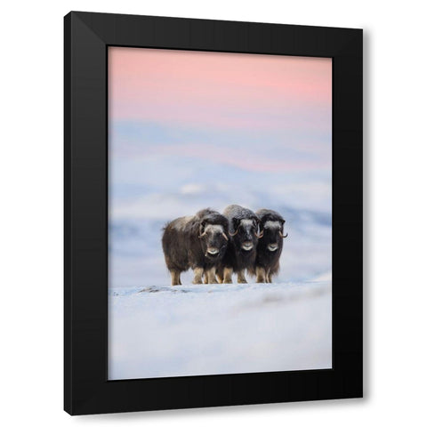 Muskox Black Modern Wood Framed Art Print by Marchegiani, Roberto