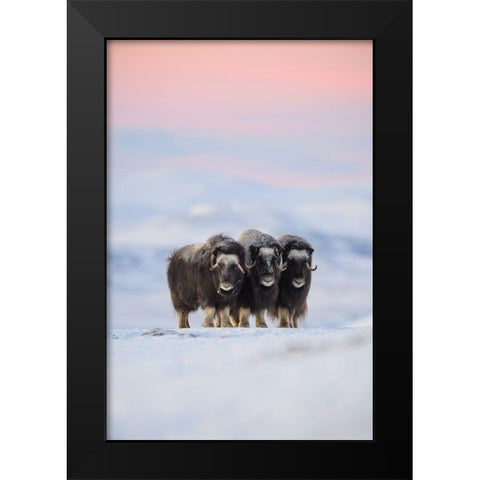 Muskox Black Modern Wood Framed Art Print by Marchegiani, Roberto