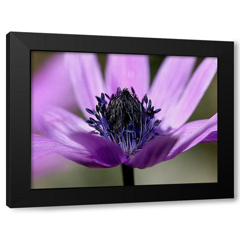 Violet Wild Flower Black Modern Wood Framed Art Print with Double Matting by Renata.Ivanovic