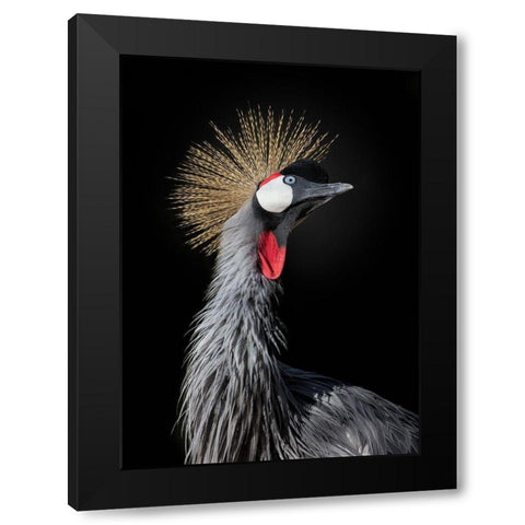 The Queen Black Modern Wood Framed Art Print with Double Matting by Fegari