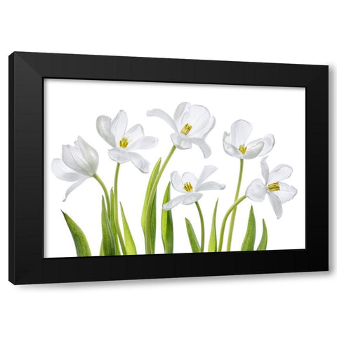White Tulips Black Modern Wood Framed Art Print by Disher, Mandy