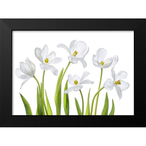White Tulips Black Modern Wood Framed Art Print by Disher, Mandy