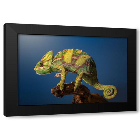 Curro Black Modern Wood Framed Art Print by Garcia, Jose