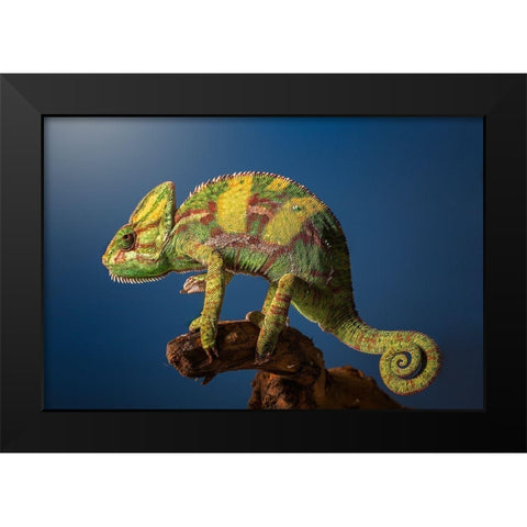 Curro Black Modern Wood Framed Art Print by Garcia, Jose