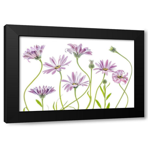 Cape Daisies Black Modern Wood Framed Art Print by Disher, Mandy