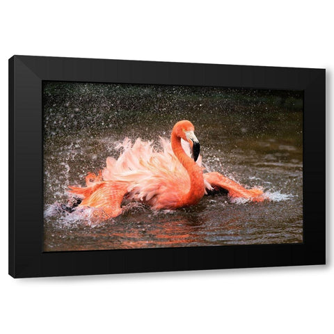 Bath Black Modern Wood Framed Art Print by Fan, John