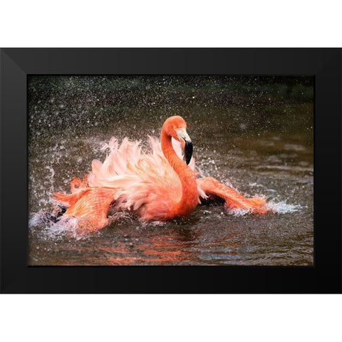Bath Black Modern Wood Framed Art Print by Fan, John
