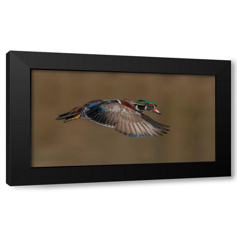 Wood Duck-Male In-Flight Black Modern Wood Framed Art Print with Double Matting by A, Salman