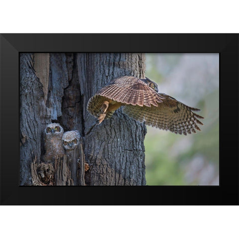 My Babies Are Hangry Black Modern Wood Framed Art Print by Feng, Young