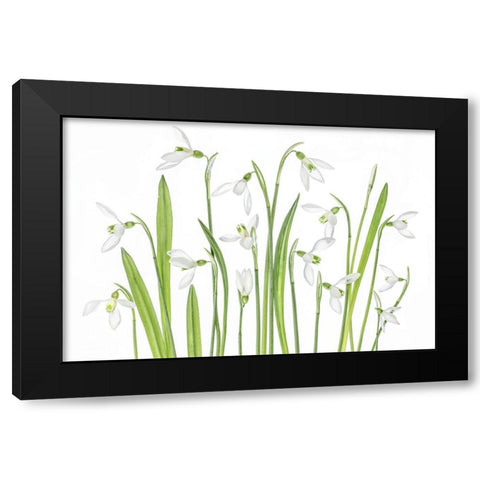 First Snowdrops Black Modern Wood Framed Art Print with Double Matting by Disher, Mandy