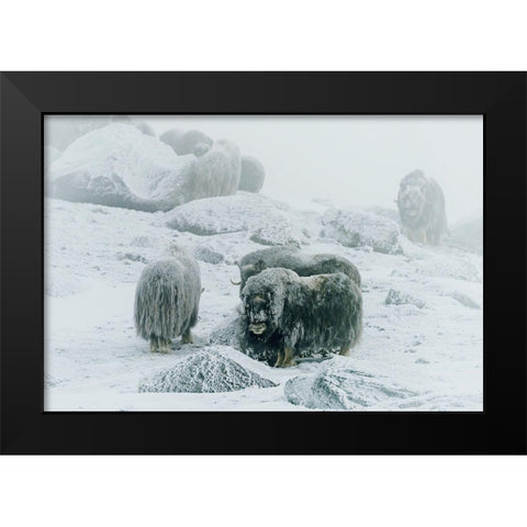 Musk Ox-Between The Fog And Frost Black Modern Wood Framed Art Print by Damico, Giuseppe