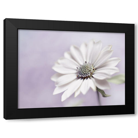 Wintery Black Modern Wood Framed Art Print with Double Matting by Westum, Heidi