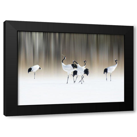 Red-Crested White Cranes Black Modern Wood Framed Art Print by Iga, Ikuo