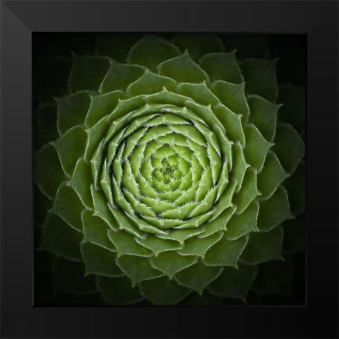 Succulent Black Modern Wood Framed Art Print by Mozqueda, Victor