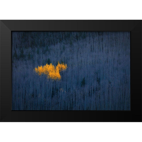 Heart Of Aspens Black Modern Wood Framed Art Print by Zheng, Michael