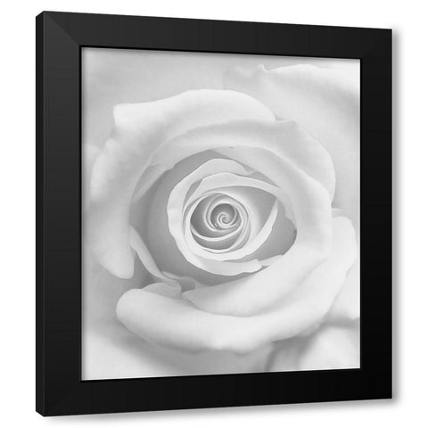 The Rose Black Modern Wood Framed Art Print with Double Matting by Lagaa, Kahar