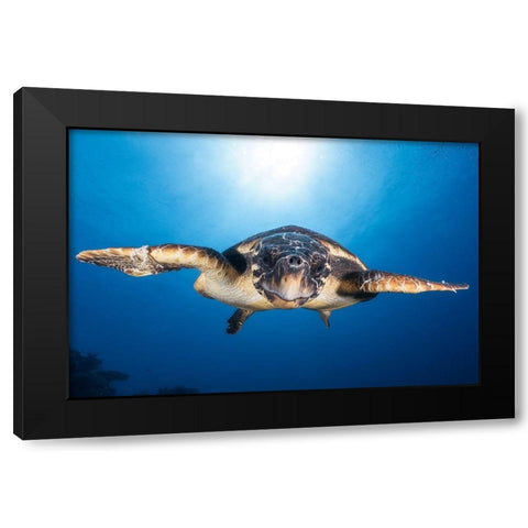 Face To Face With A Hawksbill Sea Turtle Black Modern Wood Framed Art Print with Double Matting by Gabriel, Barathieu