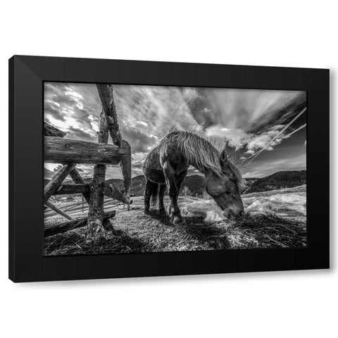 The Horse Black Modern Wood Framed Art Print by Faris