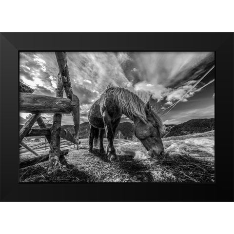 The Horse Black Modern Wood Framed Art Print by Faris