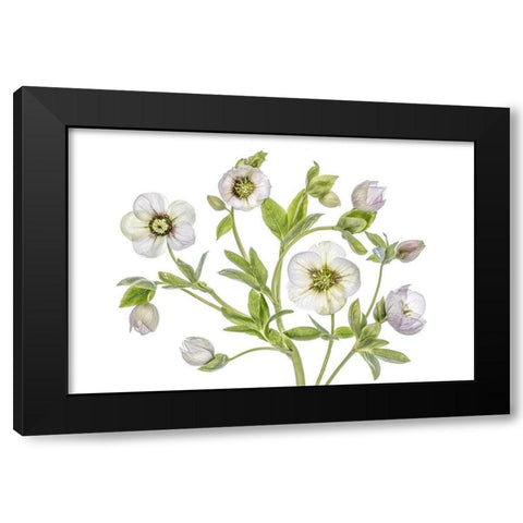 Hellebore Black Modern Wood Framed Art Print with Double Matting by Disher, Mandy