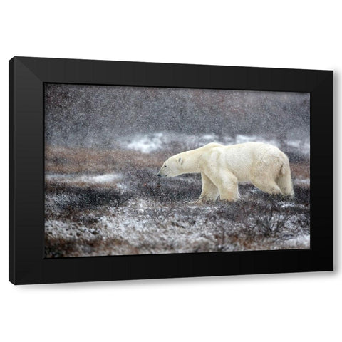 Snowing Time Black Modern Wood Framed Art Print by Catta, Alessandro