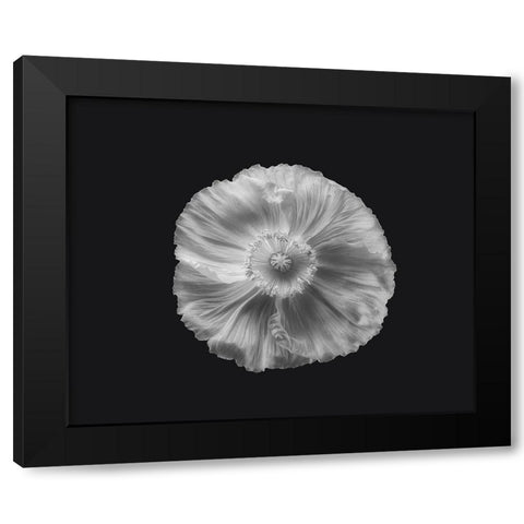 Poppy In Mono Black Modern Wood Framed Art Print by Gronkjar, Lotte