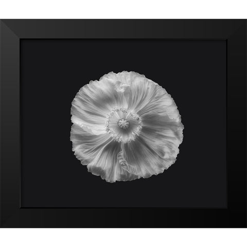 Poppy In Mono Black Modern Wood Framed Art Print by Gronkjar, Lotte