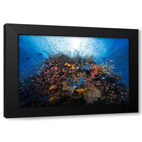 Life Explosion Black Modern Wood Framed Art Print with Double Matting by Gabriel, Barathieu