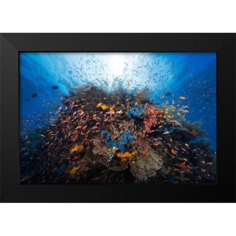 Life Explosion Black Modern Wood Framed Art Print by Gabriel, Barathieu