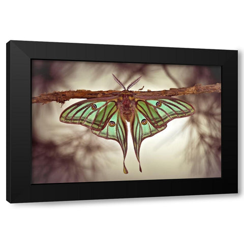 Mariposa Isabelina Black Modern Wood Framed Art Print with Double Matting by Hoffman, Jimmy