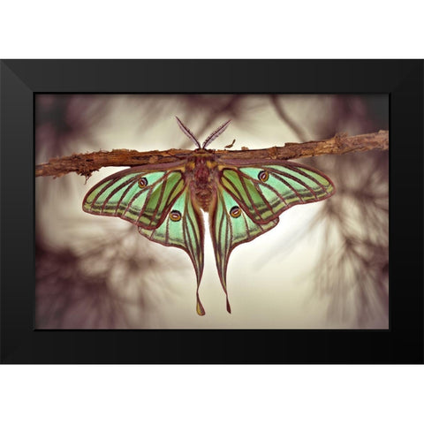 Mariposa Isabelina Black Modern Wood Framed Art Print by Hoffman, Jimmy