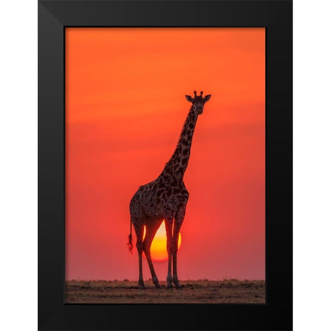 Sunset Giraffe Black Modern Wood Framed Art Print by Zhao, Henry