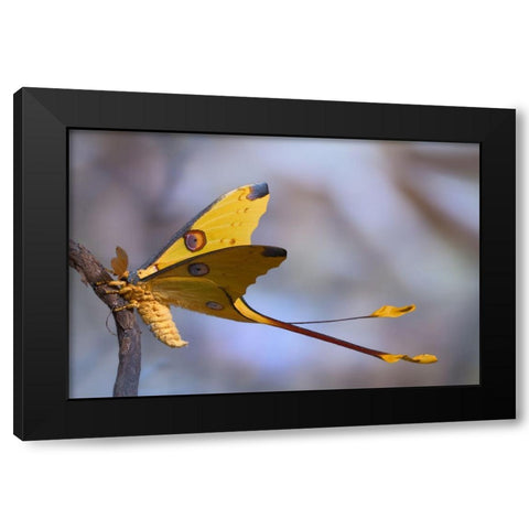 Comet Moth Black Modern Wood Framed Art Print by Hoffman, Jimmy