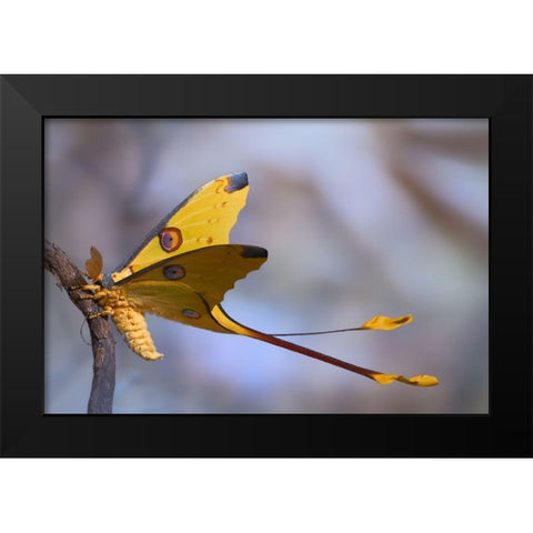 Comet Moth Black Modern Wood Framed Art Print by Hoffman, Jimmy