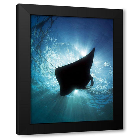 Manta Silhouette Black Modern Wood Framed Art Print with Double Matting by Jager, Henry