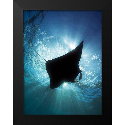 Manta Silhouette Black Modern Wood Framed Art Print by Jager, Henry