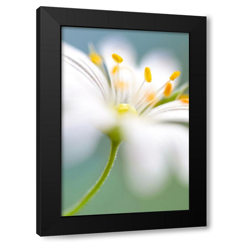 Stitchwort Surprise Black Modern Wood Framed Art Print with Double Matting by Disher, Mandy