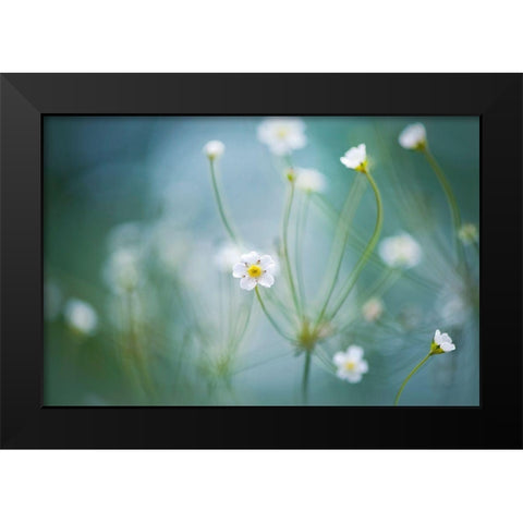 Rock Jasmine Black Modern Wood Framed Art Print by Parker, Jacky