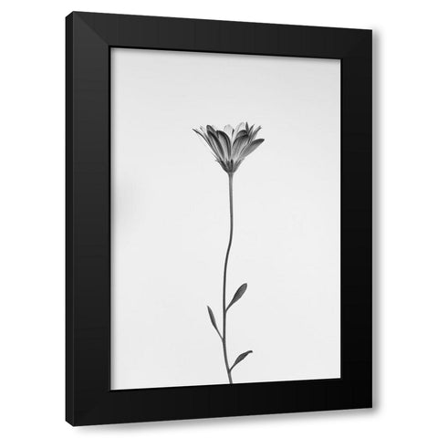 Daisy Black Modern Wood Framed Art Print with Double Matting by Lagandre Transgressed, Thierry