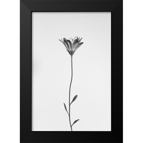 Daisy Black Modern Wood Framed Art Print by Lagandre Transgressed, Thierry