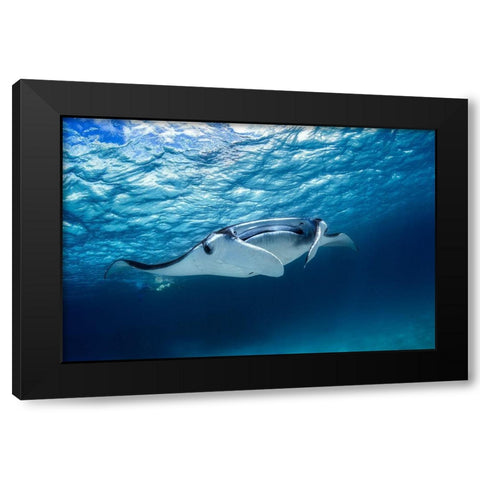 Manta Ray Black Modern Wood Framed Art Print by Gabriel, Barathieu
